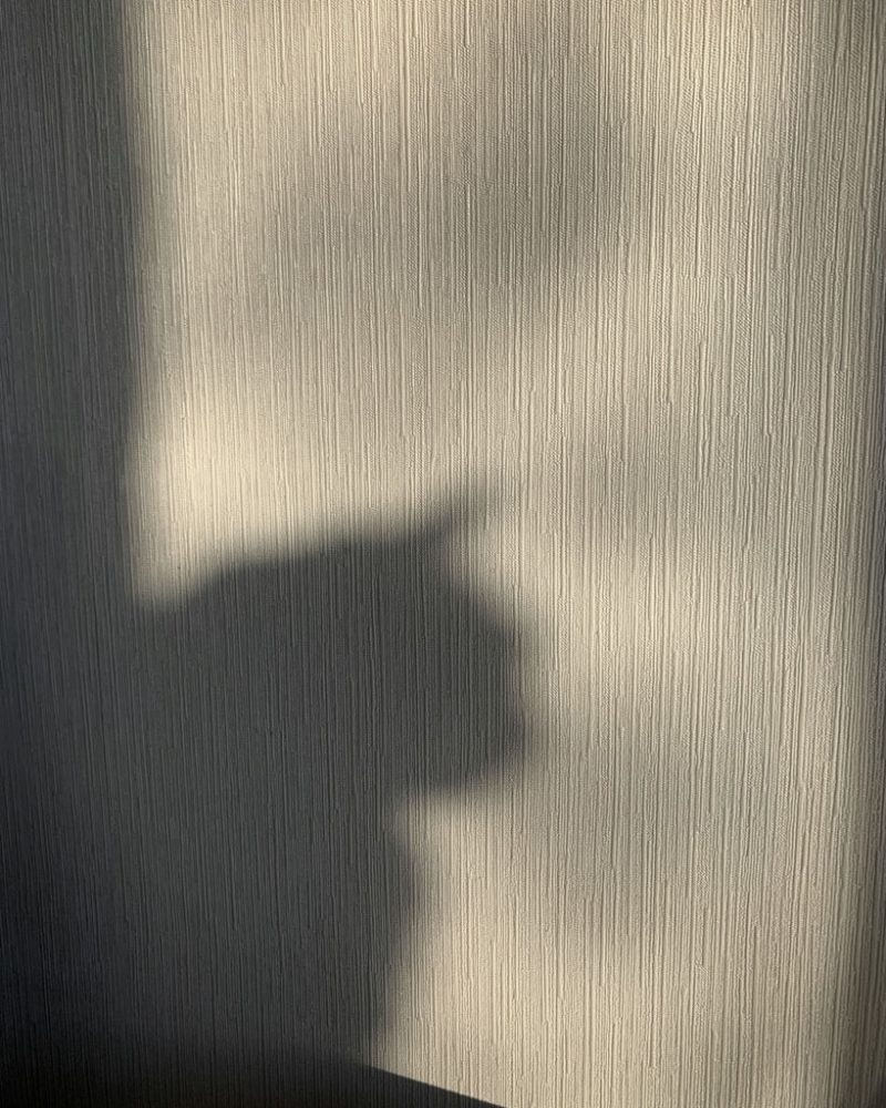 Sunshine shining onto a textured wallpaper wall with a cat creating a silhouette shadow on the wallpaper